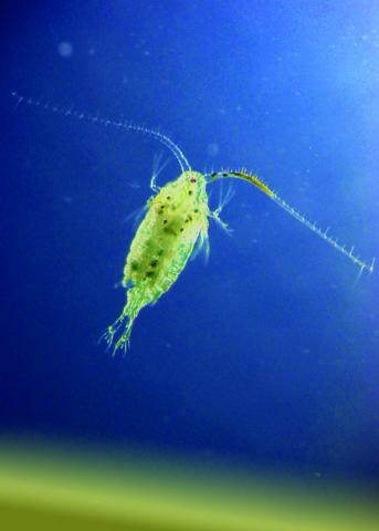 Plankton