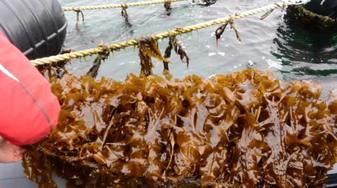 Seaweed farming, UK. Photo credit Elisa Capuzzo, Crown Copyright.